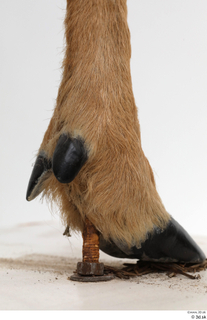 European roe deer foot hoof 0018.jpg